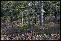 Forest and berry plants in winter, Isle Au Haut. Acadia National Park ( color)