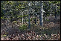 Forest and berry plants in winter, Isle Au Haut. Acadia National Park, Maine, USA.