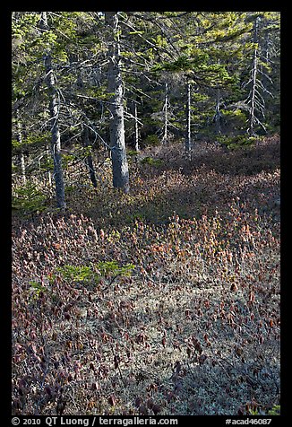Bare berry plants and conifers, Bowditch Mountain, Isle Au Haut. Acadia National Park (color)