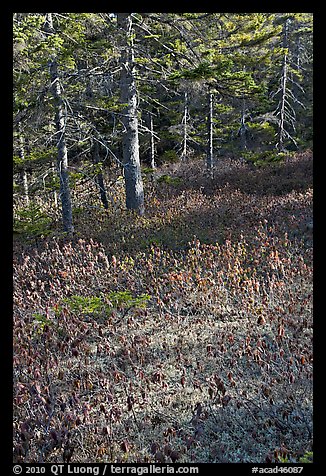 Bare berry plants and conifers, Bowditch Mountain, Isle Au Haut. Acadia National Park, Maine, USA.