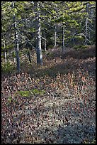 Bare berry plants and conifers, Bowditch Mountain, Isle Au Haut. Acadia National Park ( color)
