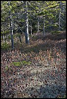 Bare berry plants and conifers, Bowditch Mountain, Isle Au Haut. Acadia National Park, Maine, USA. (color)