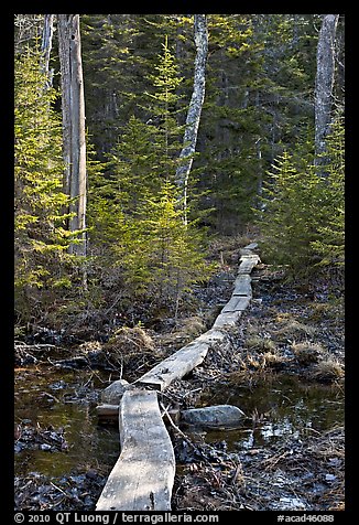 Boardwalk in forest, Isle Au Haut. Acadia National Park, Maine, USA.