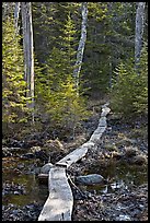 Boardwalk in forest, Isle Au Haut. Acadia National Park, Maine, USA.