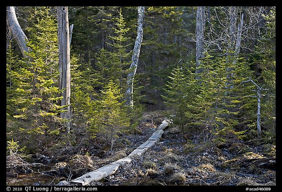 Forest trail with boardwalk, Isle Au Haut. Acadia National Park, Maine, USA.