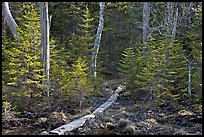 Forest trail with boardwalk, Isle Au Haut. Acadia National Park, Maine, USA. (color)