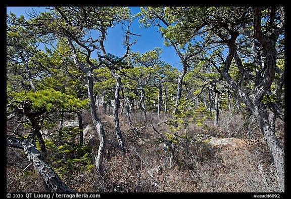Pine forest, Isle Au Haut. Acadia National Park (color)