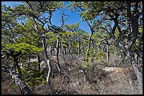 Pine forest, Isle Au Haut. Acadia National Park, Maine, USA.