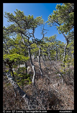 Stunted pines, Isle Au Haut. Acadia National Park (color)