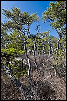 Stunted pines, Isle Au Haut. Acadia National Park, Maine, USA.