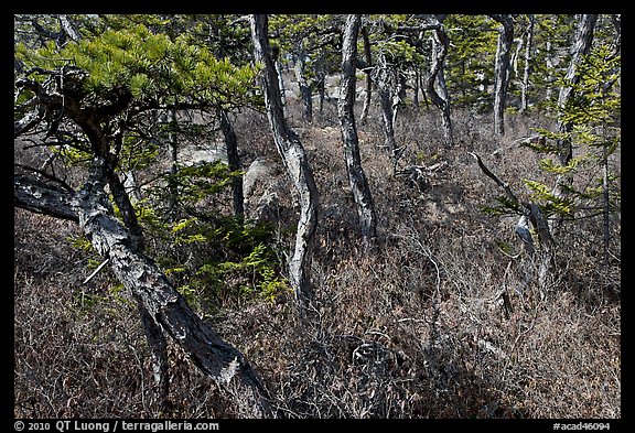 Twisted pine trees, Isle Au Haut. Acadia National Park (color)