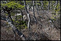 Twisted pine trees, Isle Au Haut. Acadia National Park, Maine, USA.