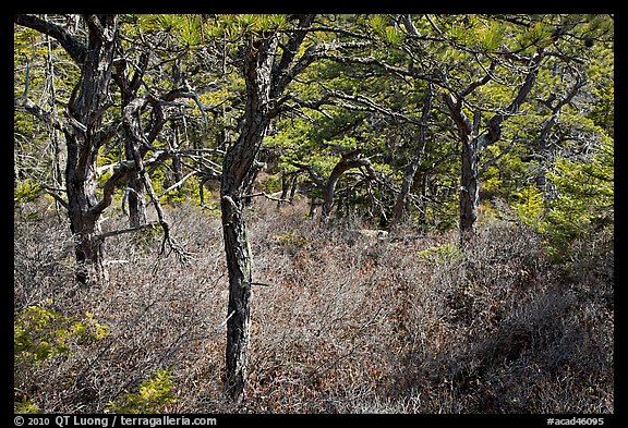 Pine trees and bare berry plants, Isle Au Haut. Acadia National Park, Maine, USA.