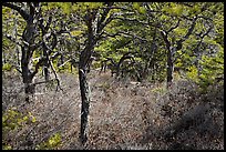 Pine trees and bare berry plants, Isle Au Haut. Acadia National Park ( color)