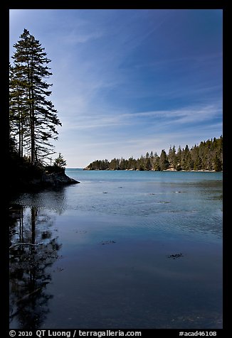 Tree reflected in calm waters, Duck Harbor, Isle Au Haut. Acadia National Park, Maine, USA.