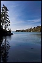 Tree reflected in calm waters, Duck Harbor, Isle Au Haut. Acadia National Park ( color)