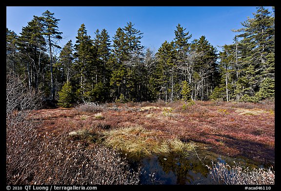 Bog and forest, Isle Au Haut. Acadia National Park, Maine, USA.