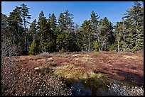 Bog and forest, Isle Au Haut. Acadia National Park, Maine, USA.