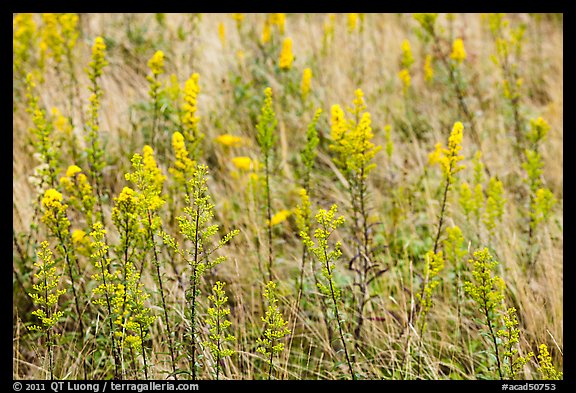 Goldenrods (Solidago) close-up. Acadia National Park, Maine, USA.