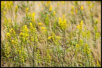 Goldenrods (Solidago) close-up. Acadia National Park, Maine, USA. (color)