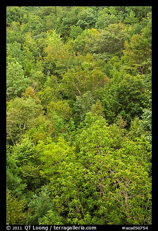 Deciduous tree canopy. Acadia National Park, Maine, USA.