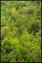 Deciduous tree canopy. Acadia National Park ( color)