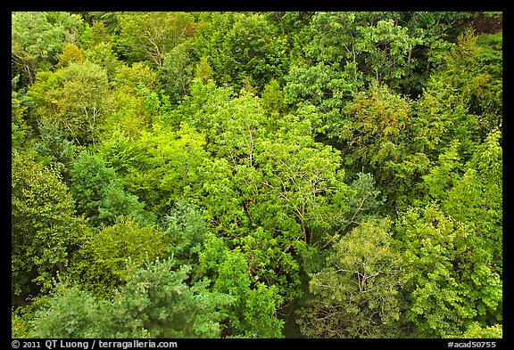 Tree canopy in summer. Acadia National Park (color)