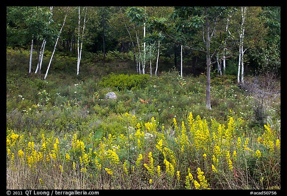 Goldenrod flowers and birch trees. Acadia National Park (color)
