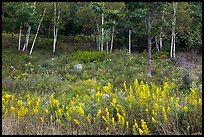 Goldenrod flowers and birch trees. Acadia National Park, Maine, USA.