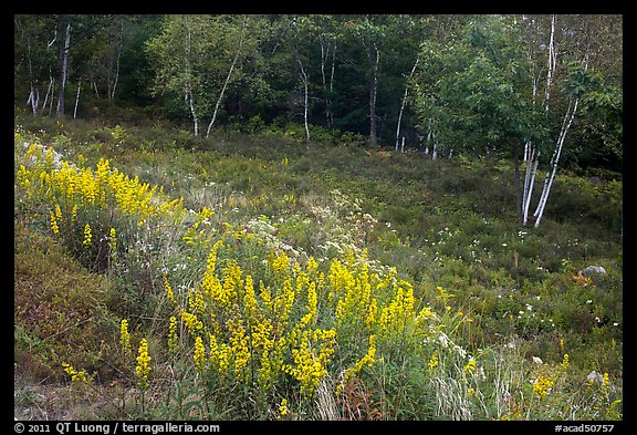 Summer meadow with wildflowers at forest edge. Acadia National Park, Maine, USA.