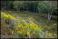 Summer meadow with wildflowers at forest edge. Acadia National Park ( color)