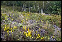 Meadow bordered by trees, with summer flowers. Acadia National Park, Maine, USA.