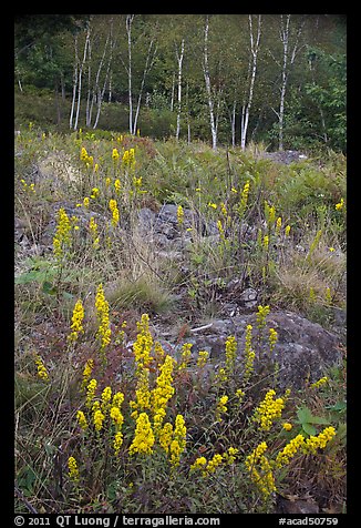 Goldenrods and birches. Acadia National Park (color)