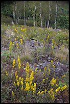 Goldenrods and birches. Acadia National Park, Maine, USA.