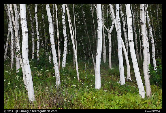 Birch tree trunks in summer. Acadia National Park (color)