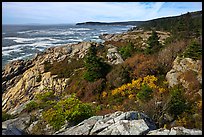 Berry foliage on jagged coast. Acadia National Park ( color)