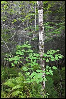 Vine maple and birch tree, and cliff in summer. Acadia National Park, Maine, USA. (color)