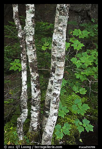 Maple leaves and birch trunks in summer. Acadia National Park (color)