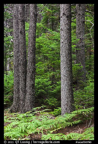 Pines and ferns. Acadia National Park, Maine, USA.