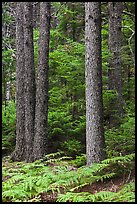 Pines and ferns. Acadia National Park, Maine, USA. (color)