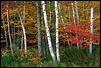 White birch and maples in autumn. Acadia National Park, Maine, USA.