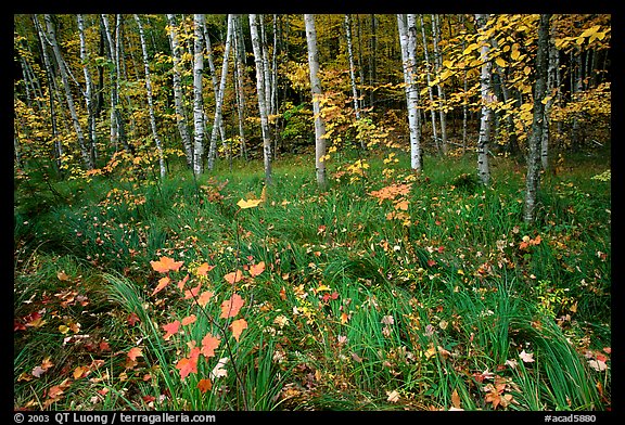 Grasses, fallen leaves, birches. Acadia National Park (color)