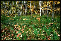 Grasses, fallen leaves, birches. Acadia National Park, Maine, USA.