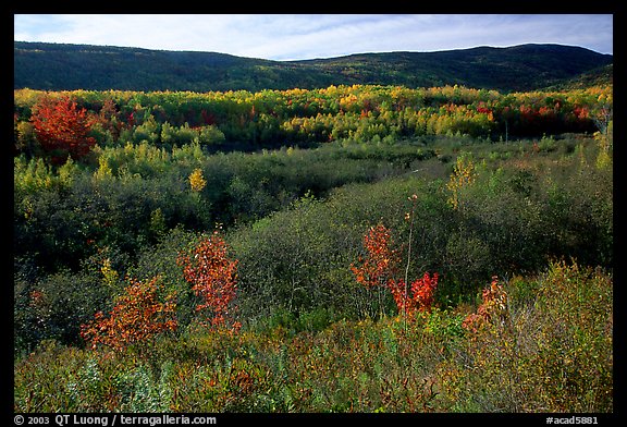 Shrub, trees and hill. Acadia National Park, Maine, USA.