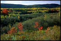 Shrub, trees and hill. Acadia National Park, Maine, USA.