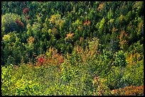 Shrubs and trees on hillside, early fall. Acadia National Park ( color)