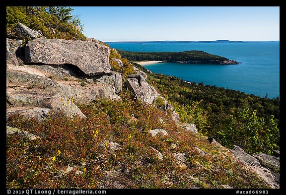 Shrubs and flowers on ledge overlooking coast. Acadia National Park (color)