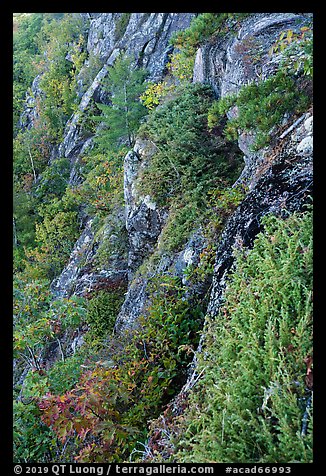 Cliffs below Champlain Mountain. Acadia National Park (color)