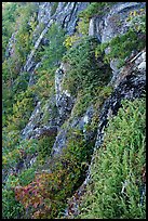 Cliffs below Champlain Mountain. Acadia National Park ( color)