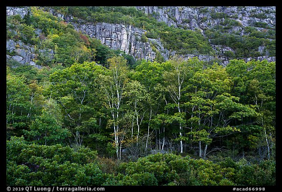 Tress and Champlain Mountains cliffs. Acadia National Park (color)